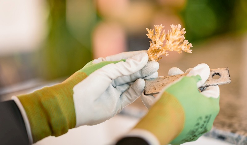 Four Seasons Resort Koh Samui's coral conservation and Blue Crab rehabilitation initiatives